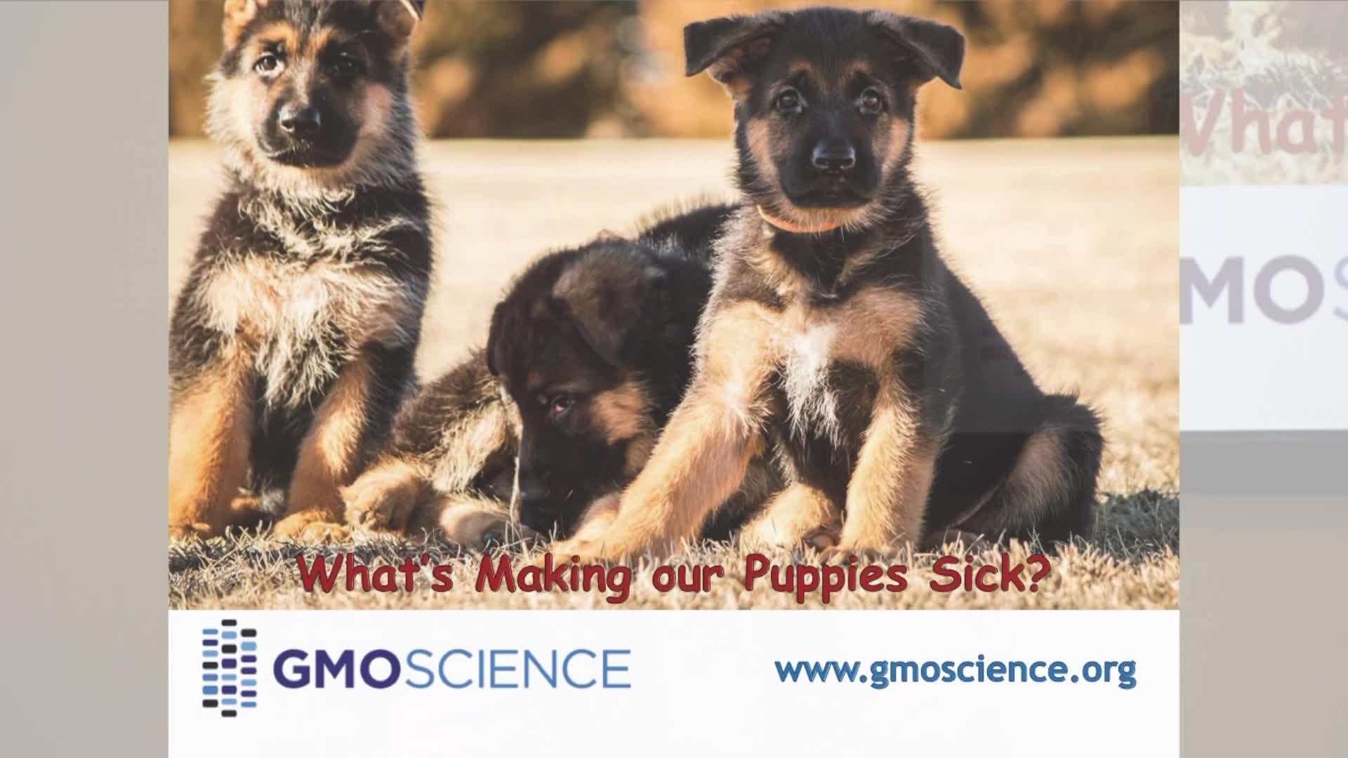 GMO Education