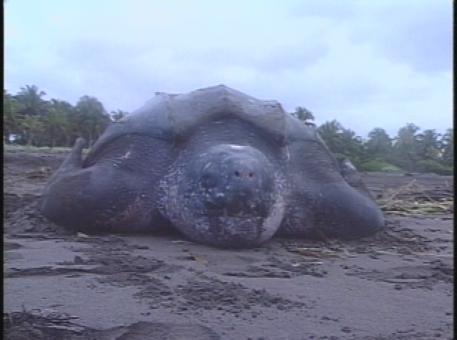 Last Journey for Leatherbacks