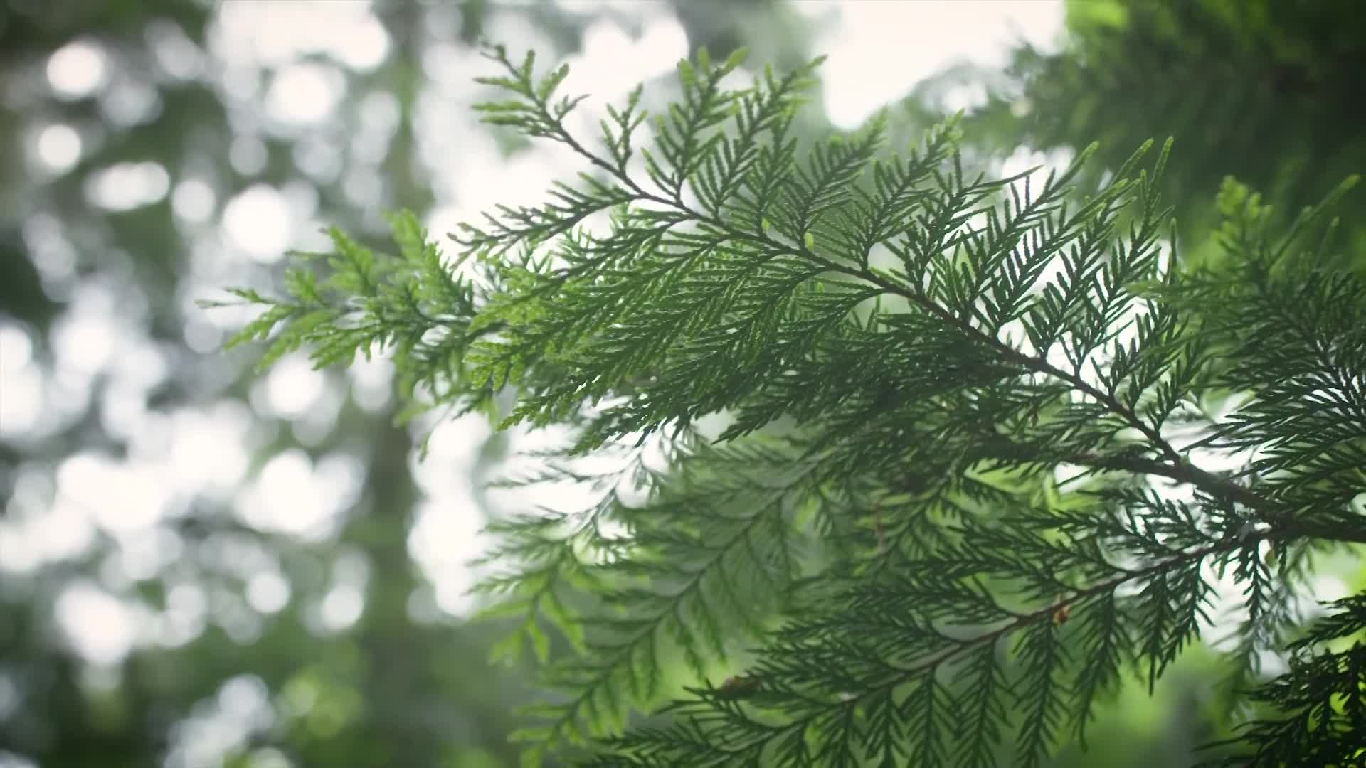 REI Presents_ Pedal Through