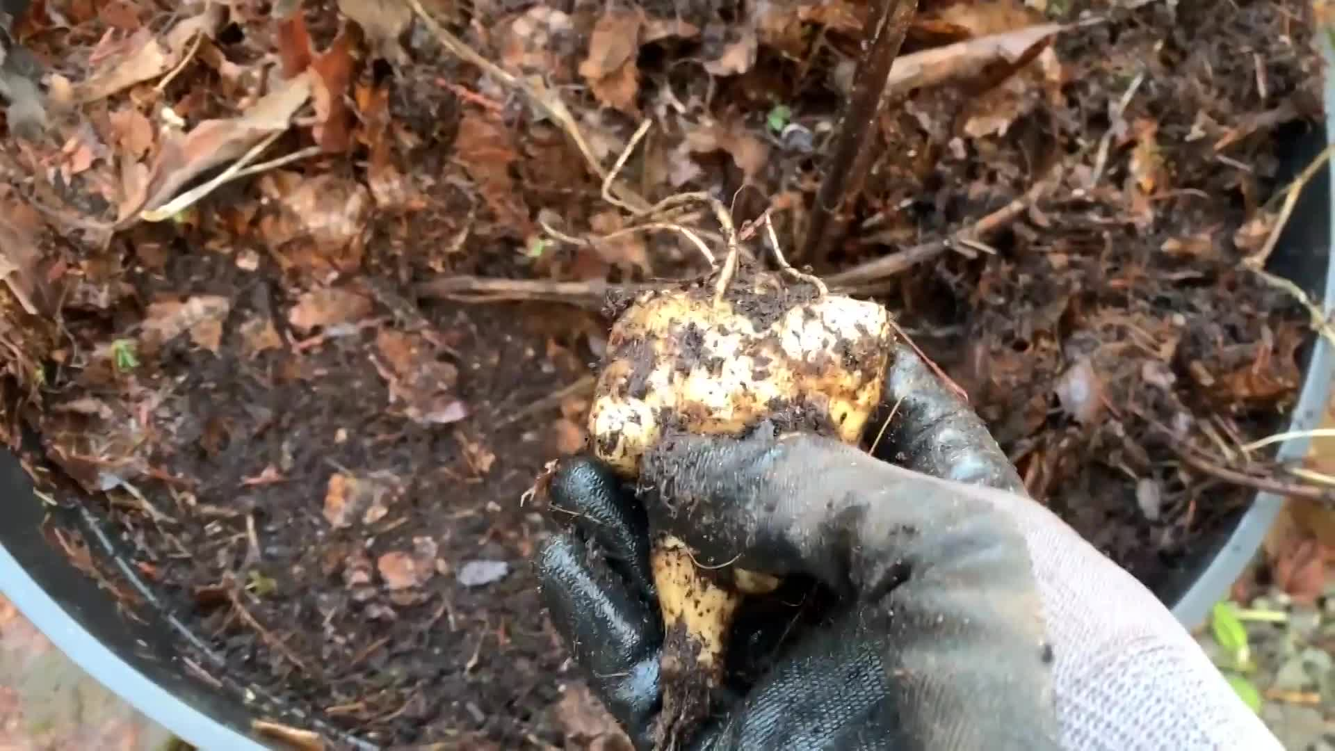  Learn To Grow - Harvesting Jerusalem Artichokes Sunchokes   Perennial Crops