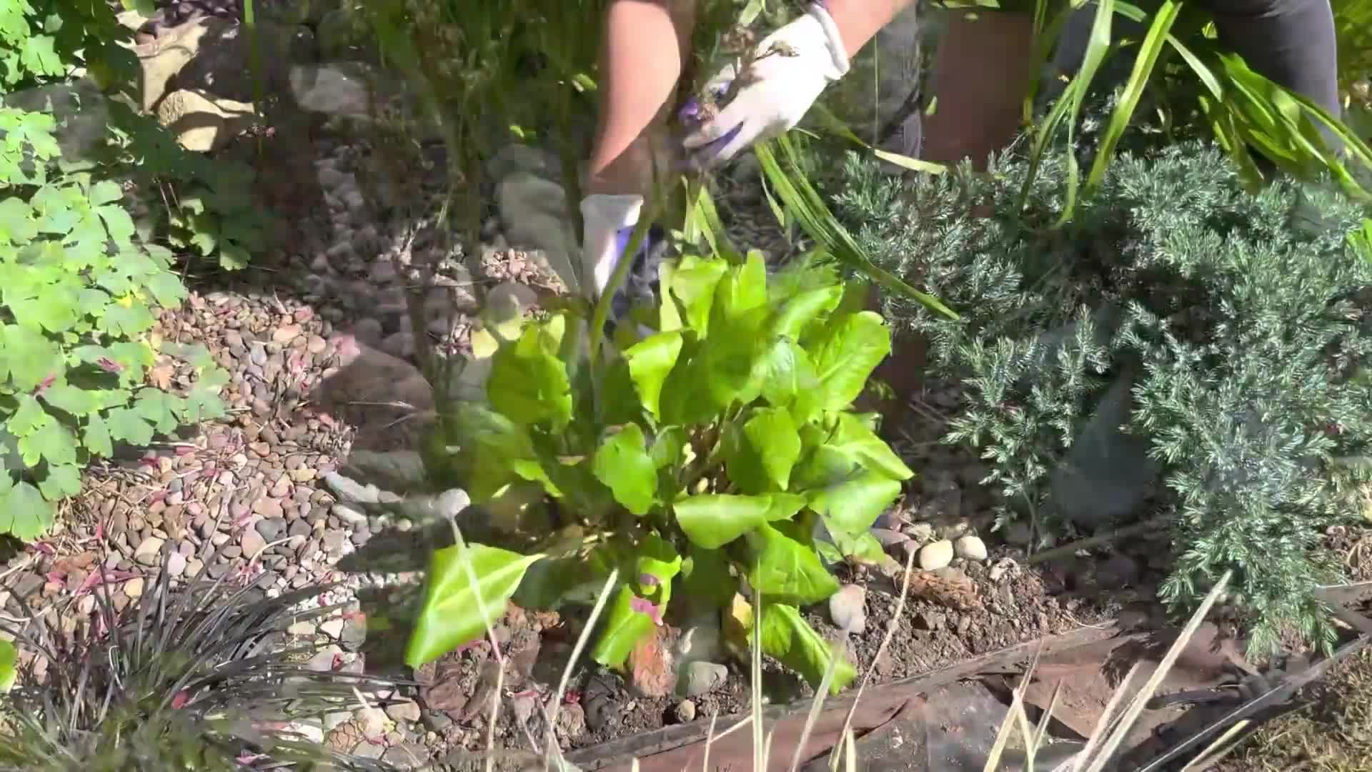 Learn to Grow - New Plants For The Flower and Rock Gardens!