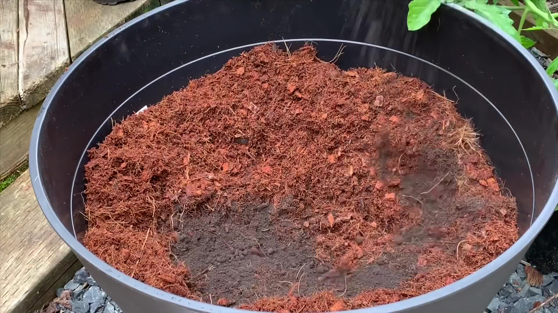  Learn To Grow - Growing Tomato Plants In Containers With Coconut Coir & Worm Castings