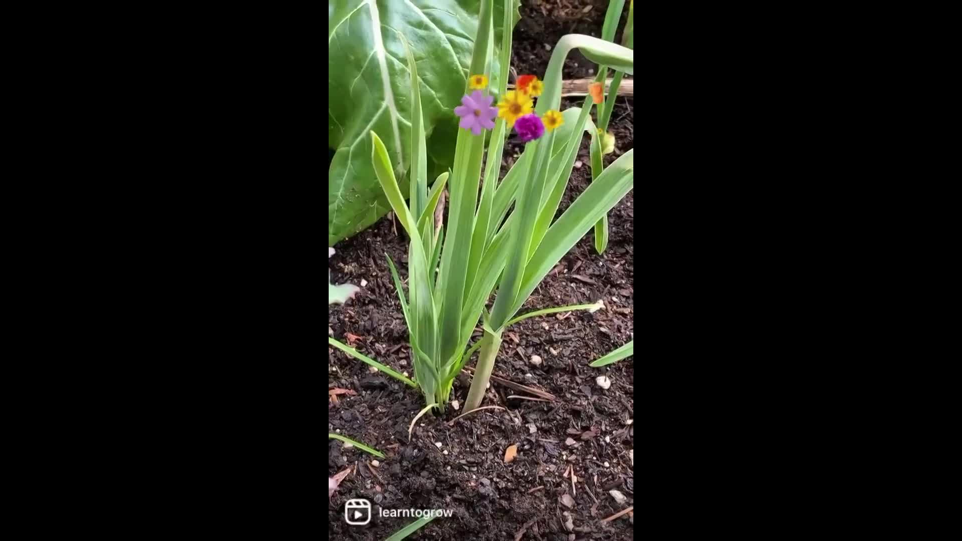  Learn To Grow - Learn to Grow - Garlic - Perennial Crop Part 2