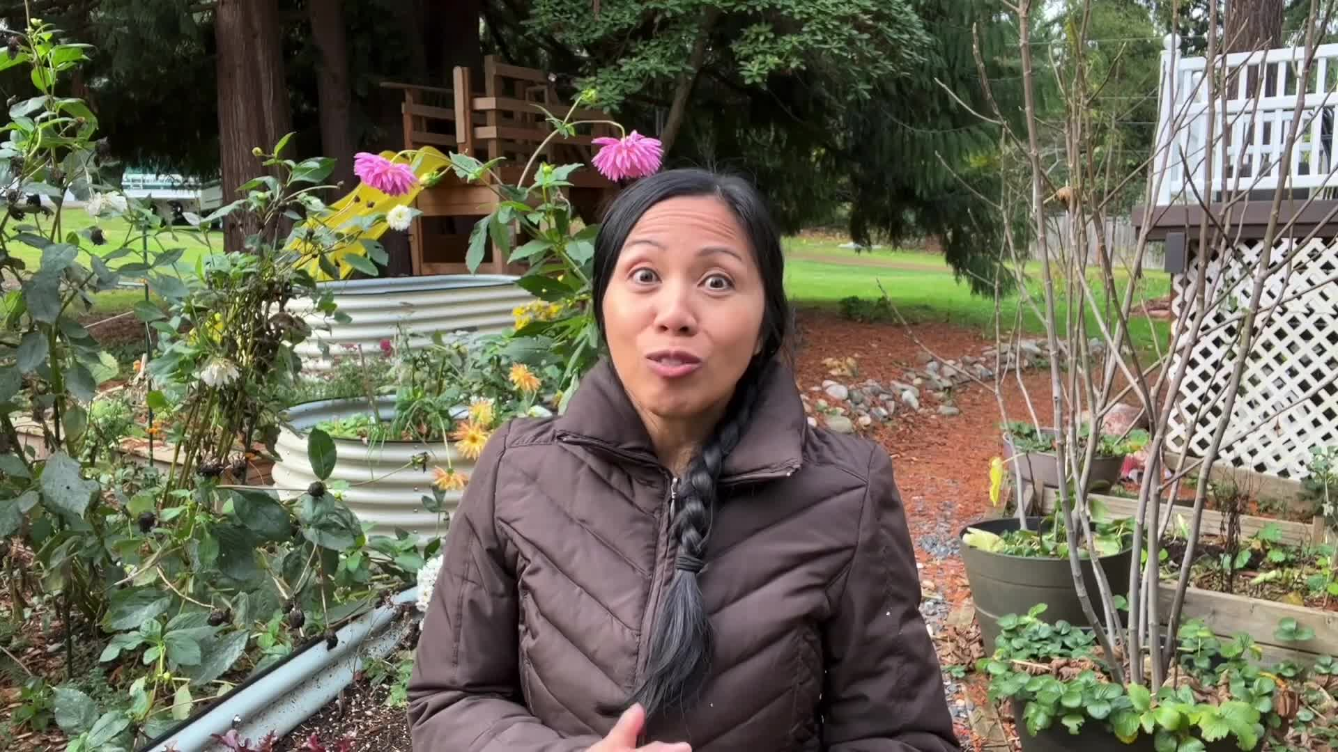 Learn To Grow -  Jerusalem Artichoke Harvest - Fall 2021