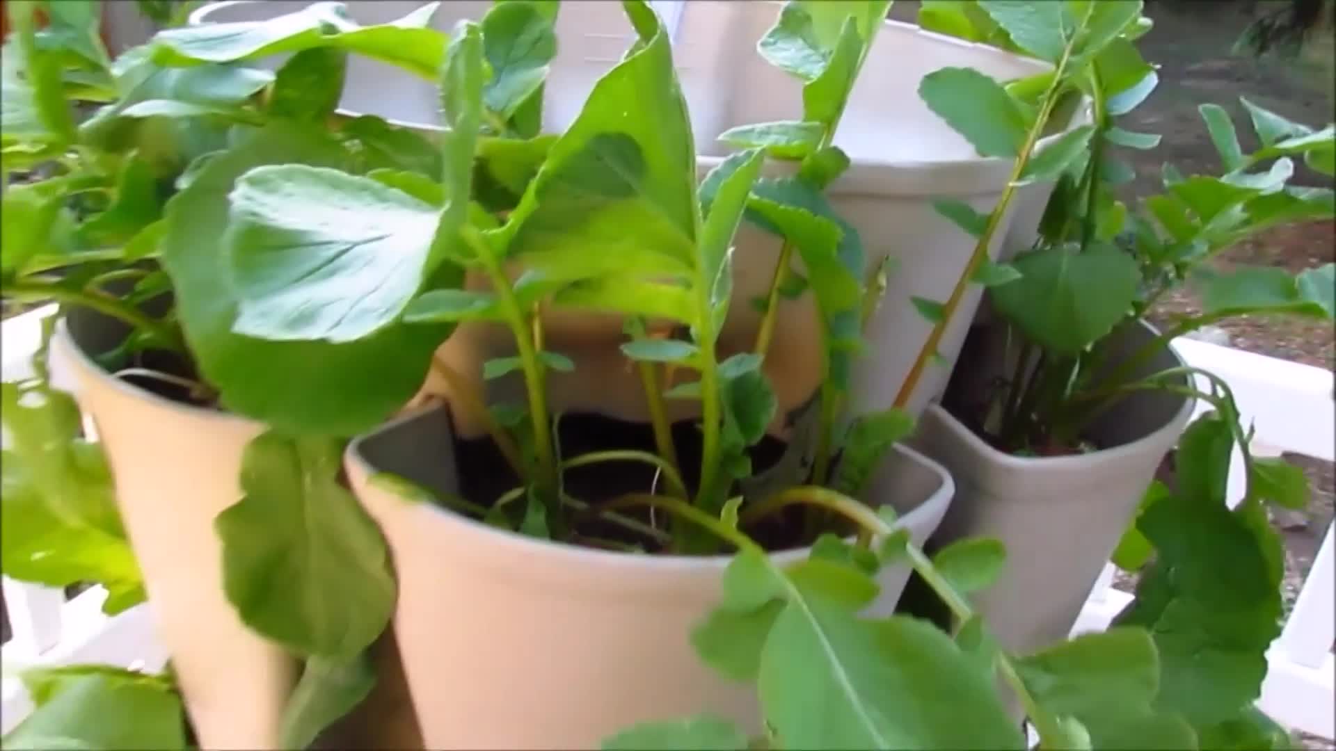 Learn To Grow -  GreenStalk Stackable