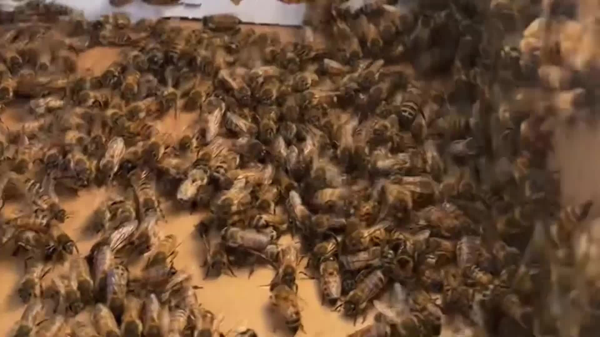 Protecting Bees