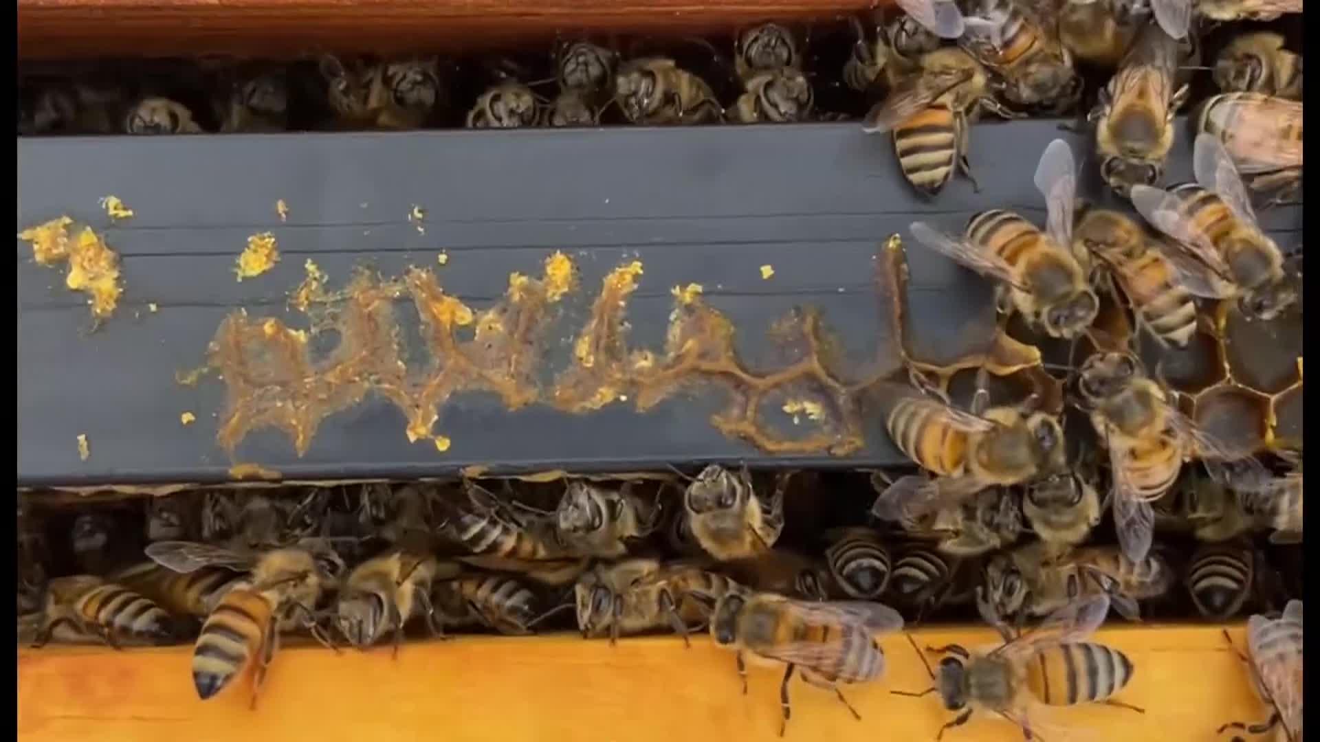 Feeding Bees in Winter