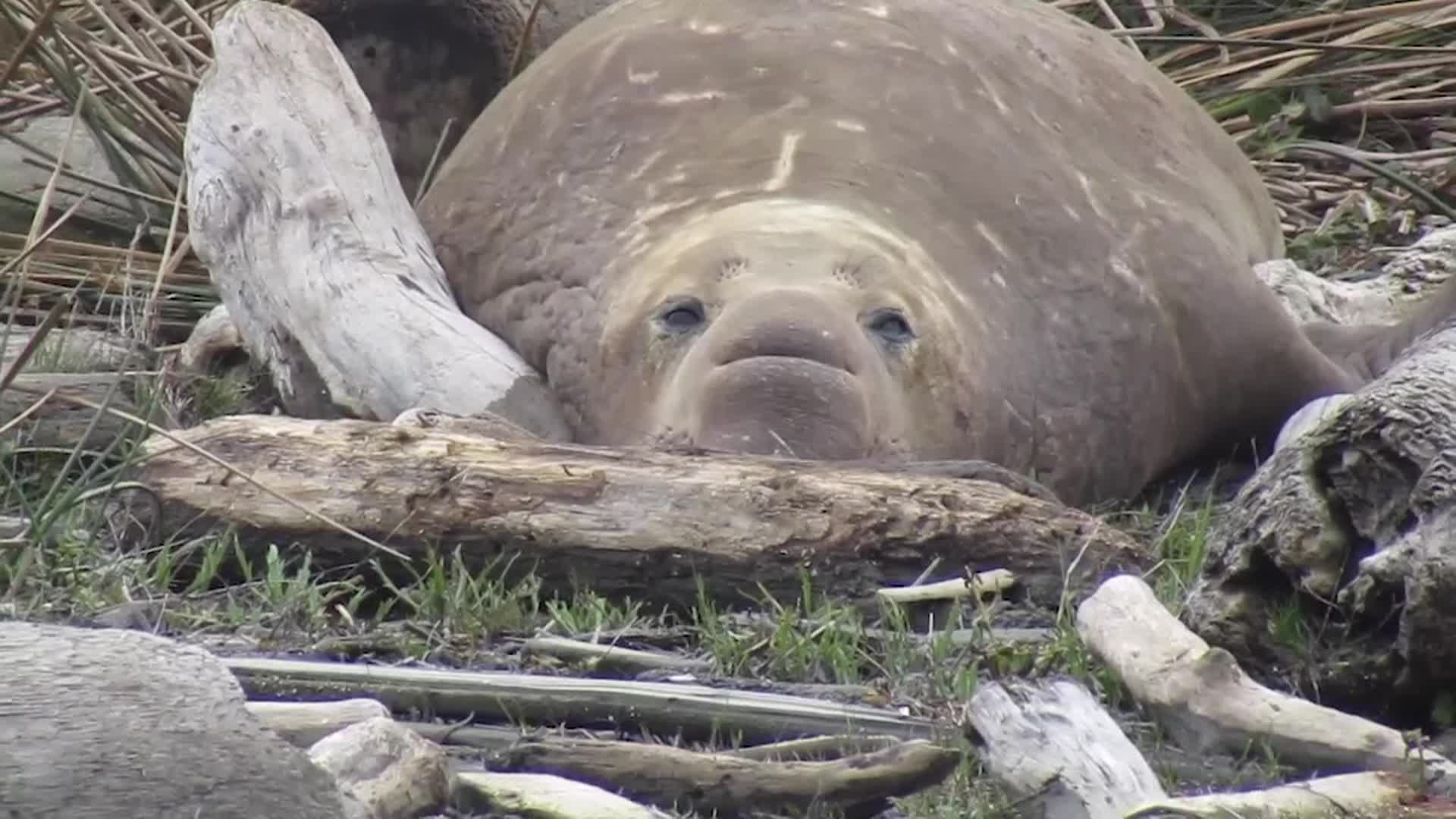 Elephant Seal Joust