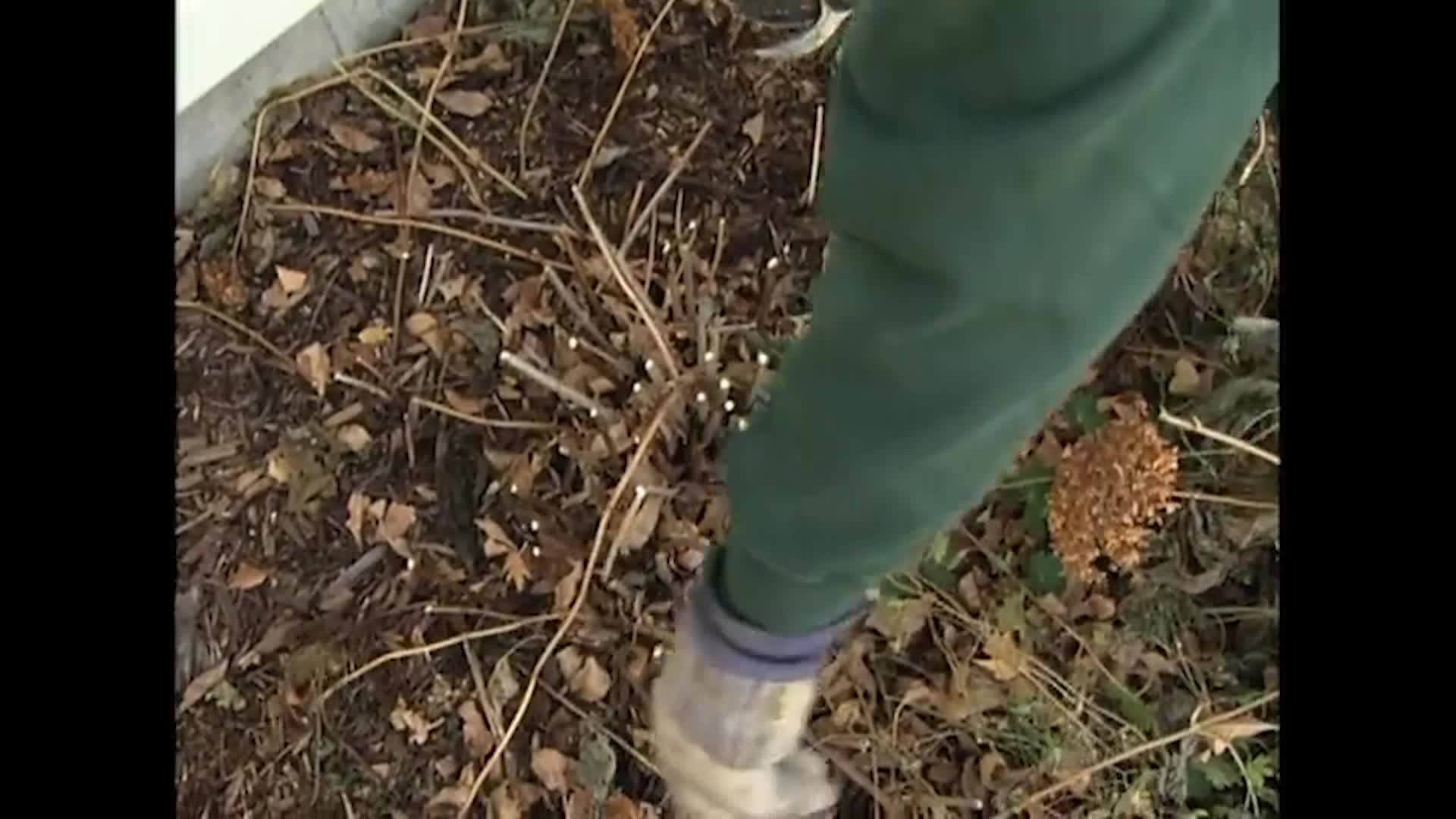 NDSU - Horticulture for the Home - Caring for Flowers in the Fall