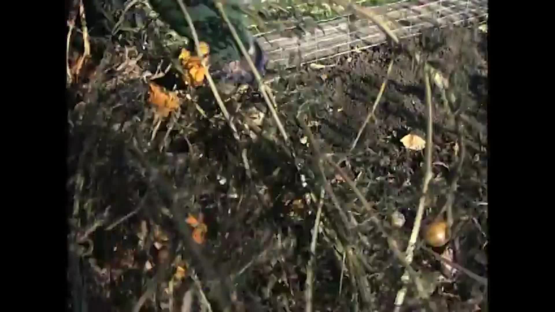 NDSU - Horticulture for the Home - Fall Garden Care