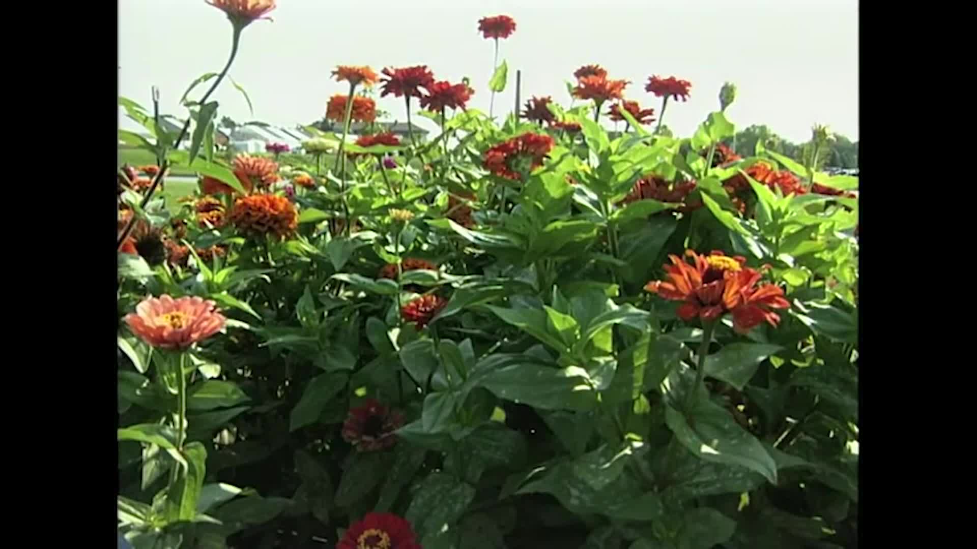 NDSU - Horticulture for the Home - Flower Gardening Part 2