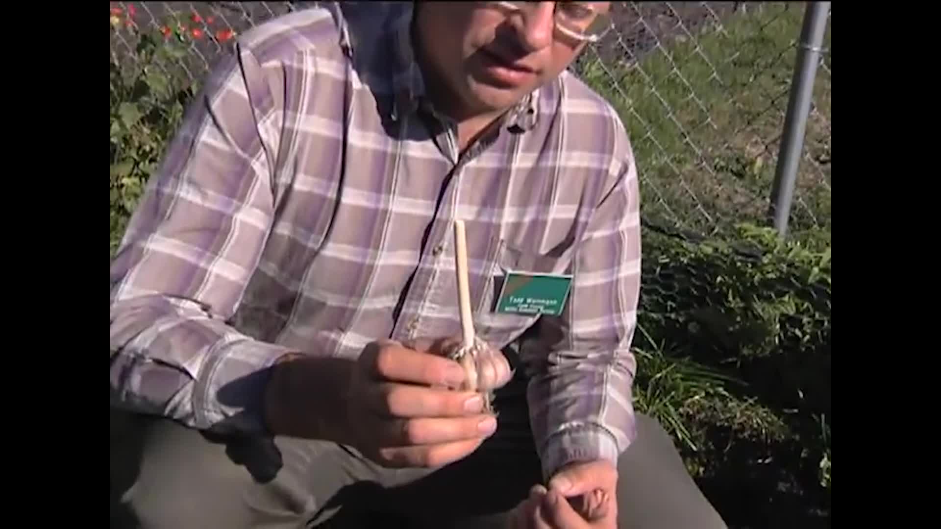 NDSU - Horticulture for the Home - Growing Garlic