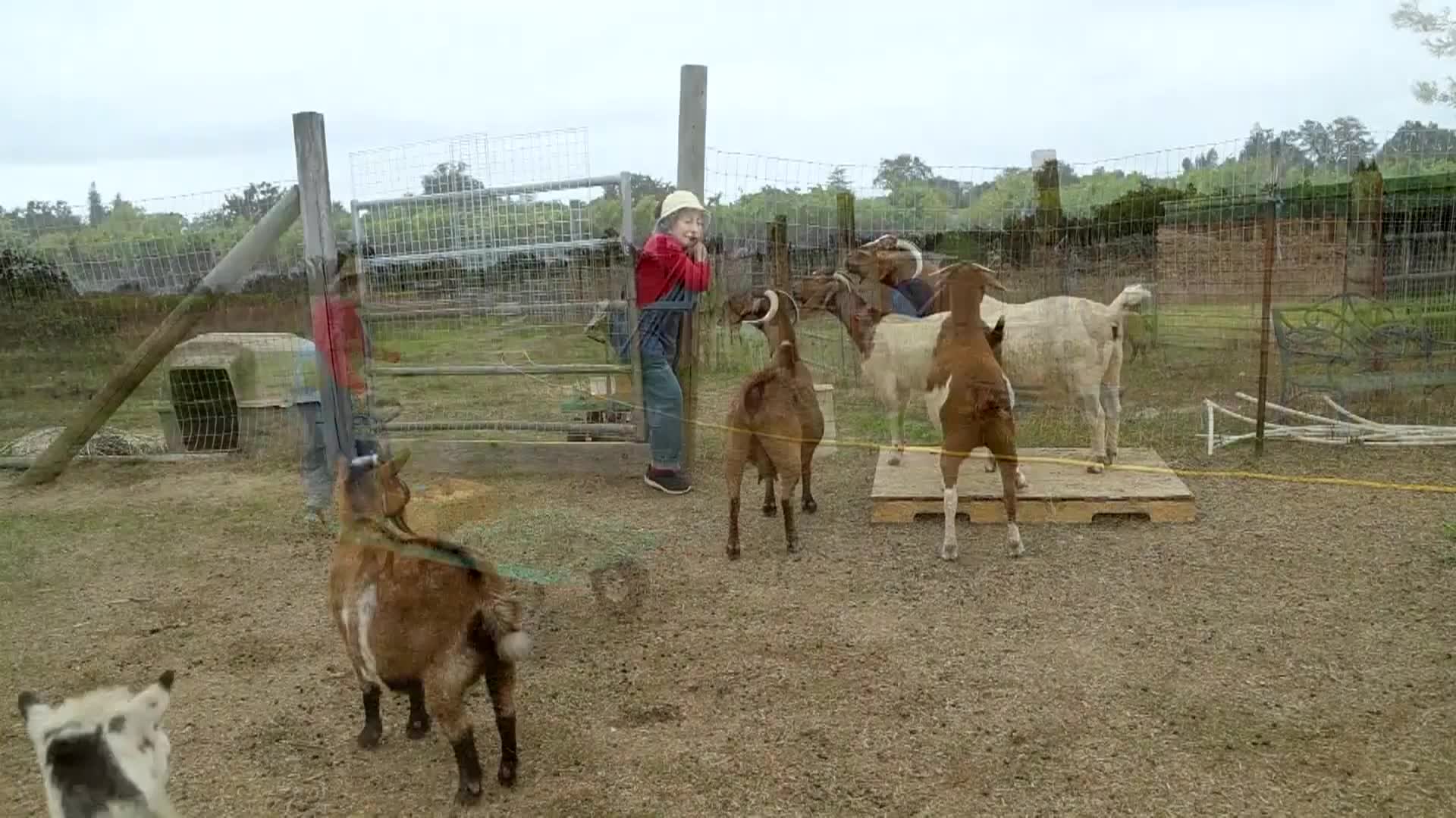 Barnyard Hijinks
